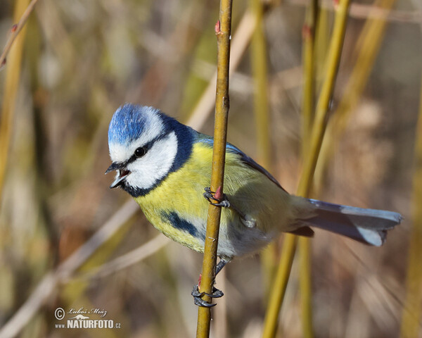 Blaumeise