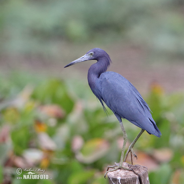 Blaureiher