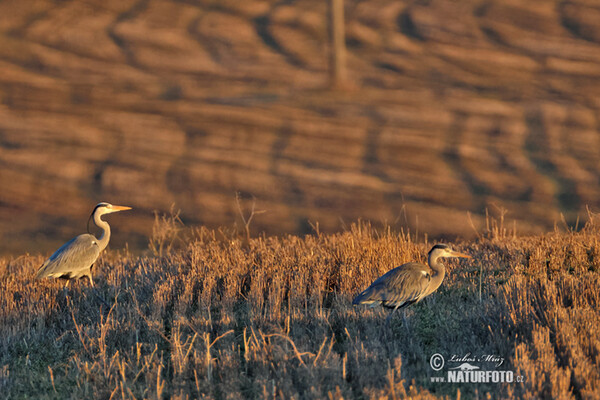 Blauwe reiger