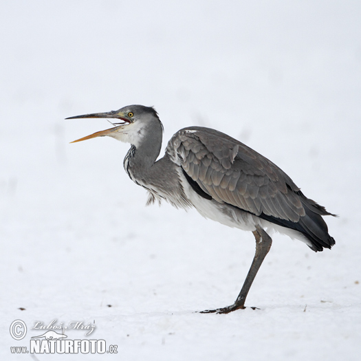 Blauwe reiger