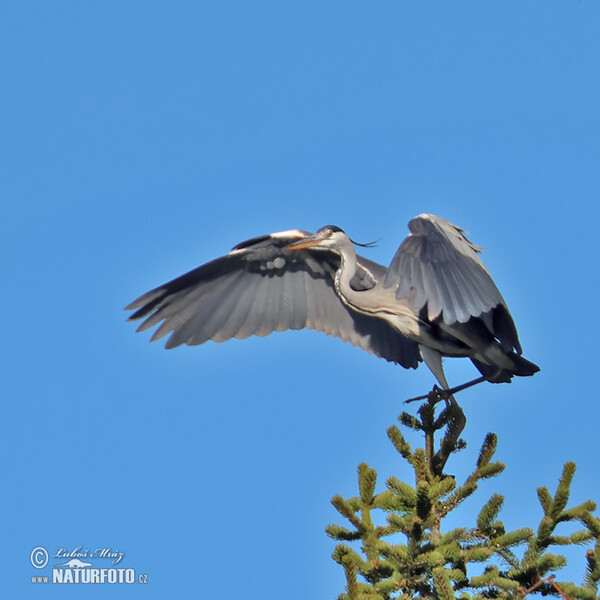 Blauwe reiger