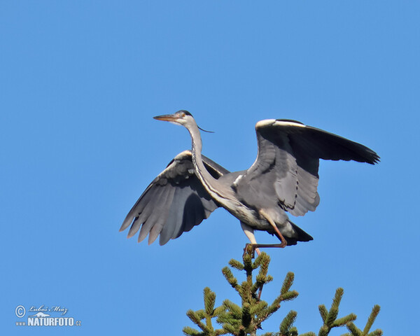 Blauwe reiger