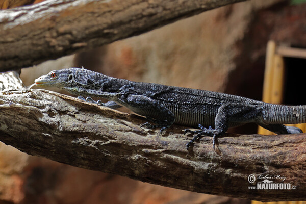 Blue-spotted Tree Monitor (Varanus macraei)