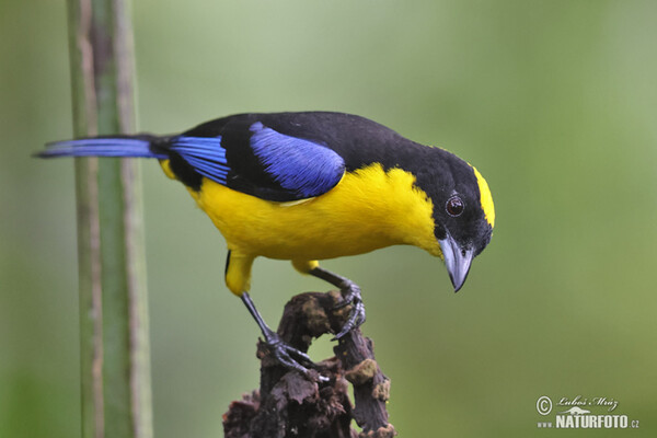 Blue-winged mountain tanager (Anisognathus somptuosus)