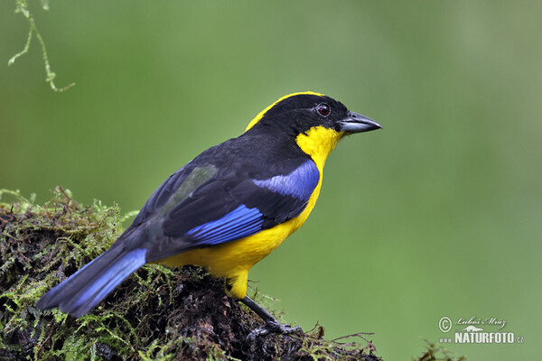 Blue-winged mountain tanager (Anisognathus somptuosus)