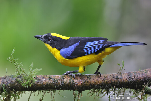 Blue-winged mountain tanager (Anisognathus somptuosus)