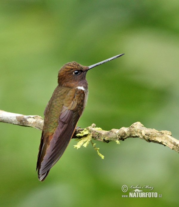 Brauner Andenkolibri