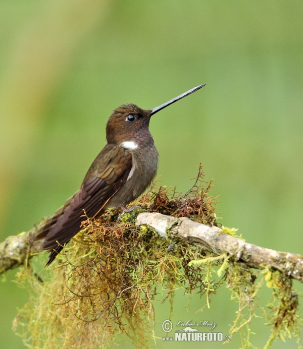 Brauner Andenkolibri