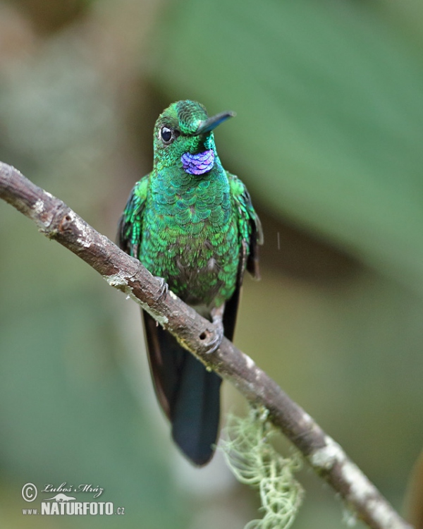 Brillante Coroniverde frentiverde Colibrí Jacula