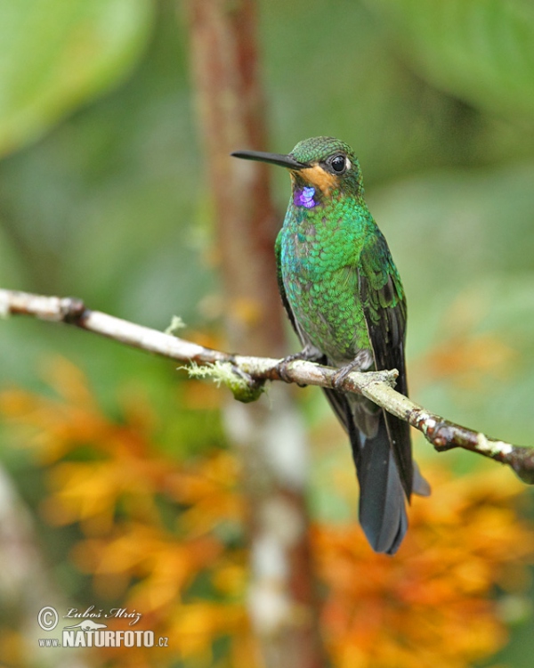 Brillante Coroniverde frentiverde Colibrí Jacula