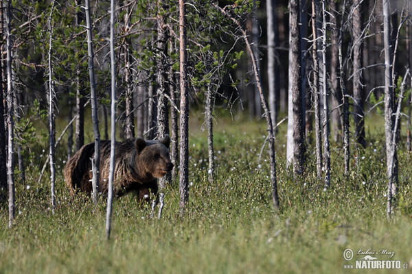 Brown Bear (Ursus arctos)