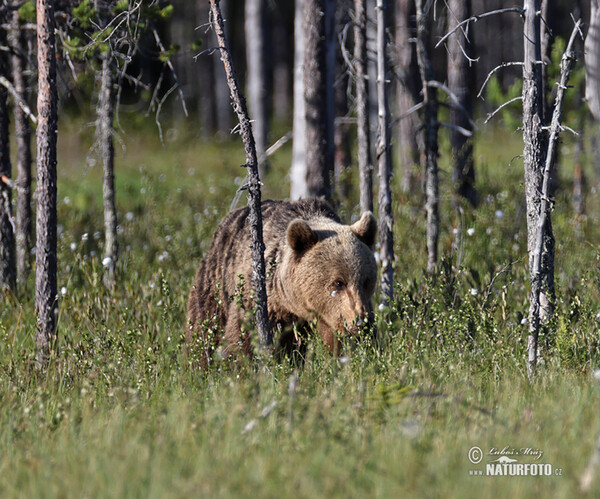 Brown Bear (Ursus arctos)