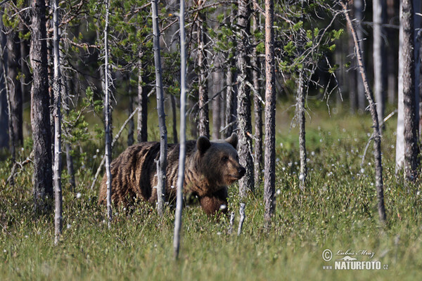 Brown Bear (Ursus arctos)