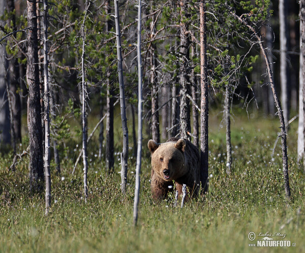 Brown Bear (Ursus arctos)