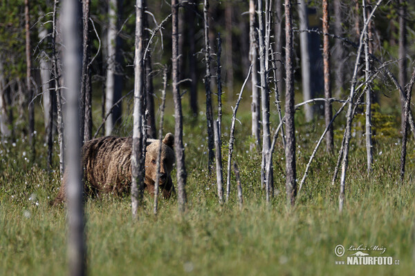 Brown Bear (Ursus arctos)