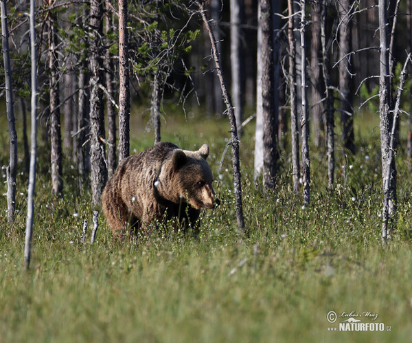 Brown Bear (Ursus arctos)