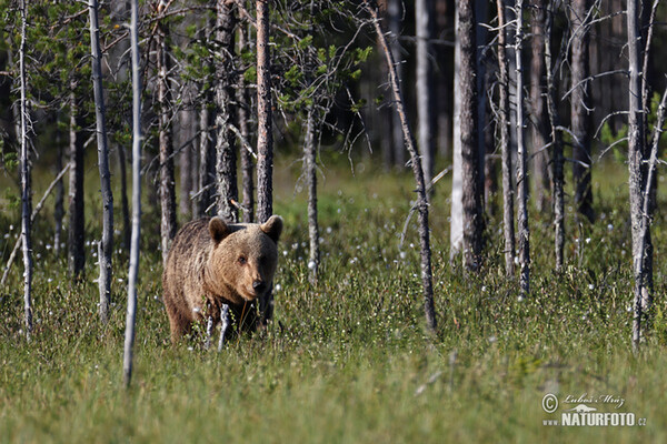 Brown Bear (Ursus arctos)