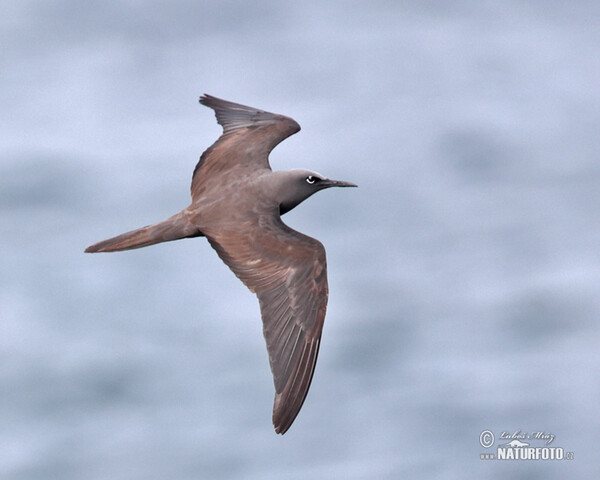 Brown Noddy (Anous stolidus)