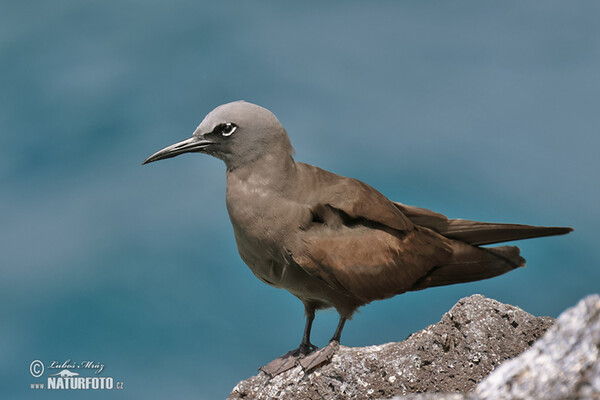 Brown Noddy (Anous stolidus)