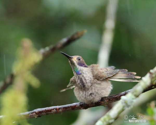 Brunkolibri