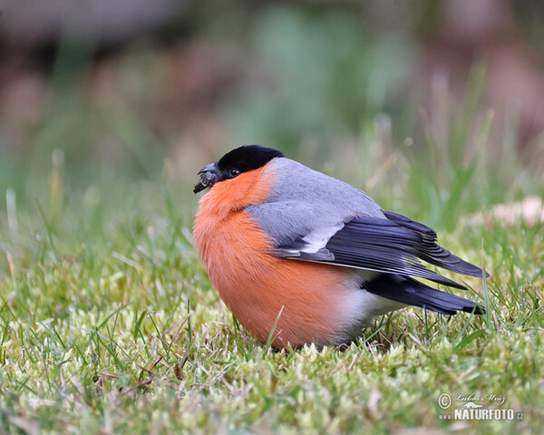 Bullfinch (Pyrrhula pyrrhula)