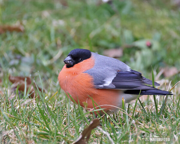 Bullfinch (Pyrrhula pyrrhula)