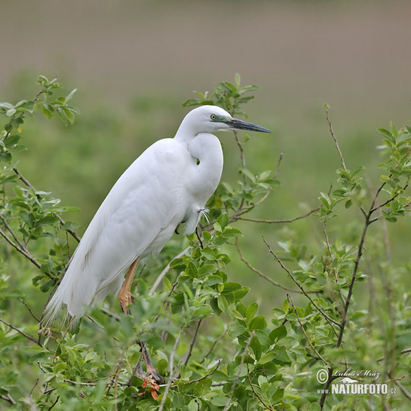 Burung Bangau Besar