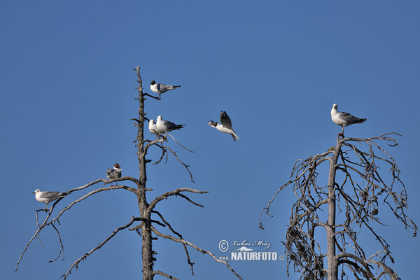 Burung Camar Topeng Hitam