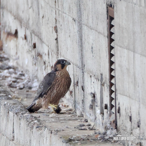 Burung Falko Belalang