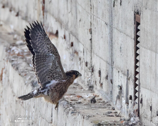 Burung Falko Belalang