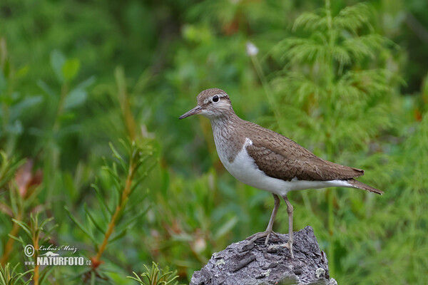 Burung Kedidi Pasir