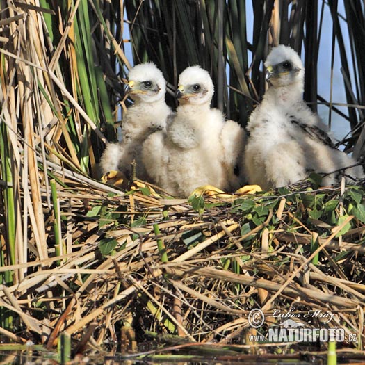 Burung Lang Kepala Putih