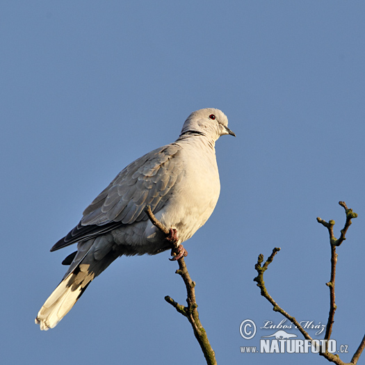 Burung Putaran