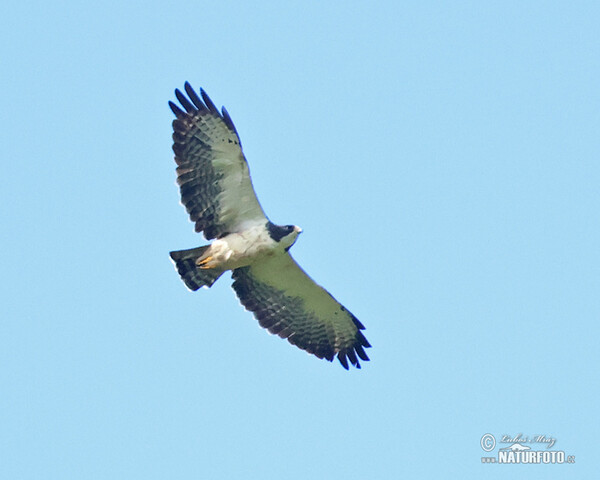 Buteo brachyurus