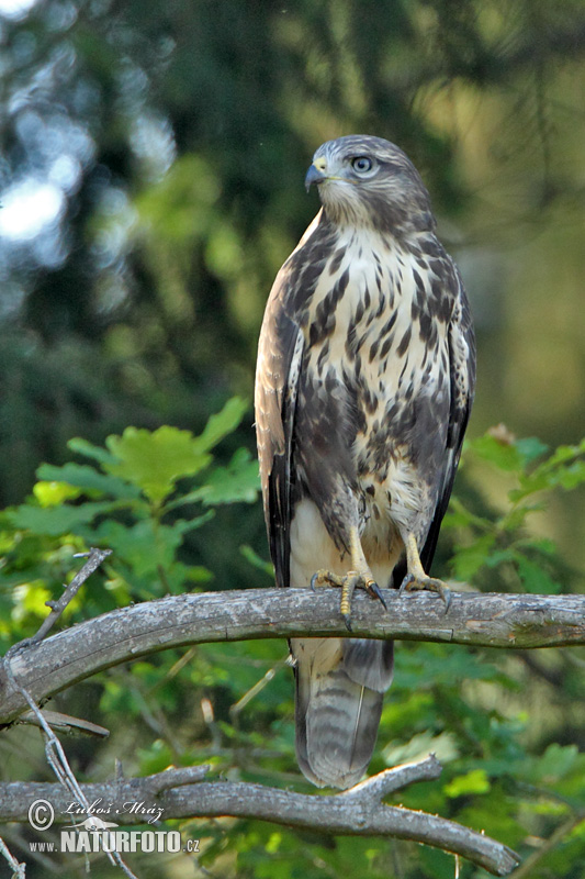 Buteo buteo