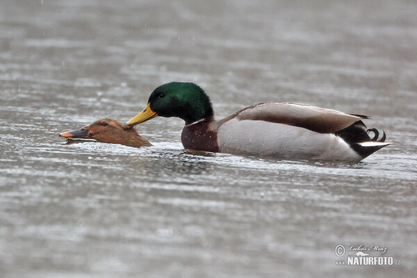 Canard colvert