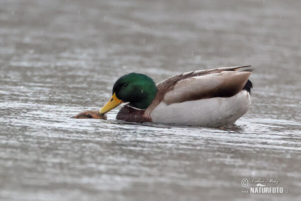 Canard colvert