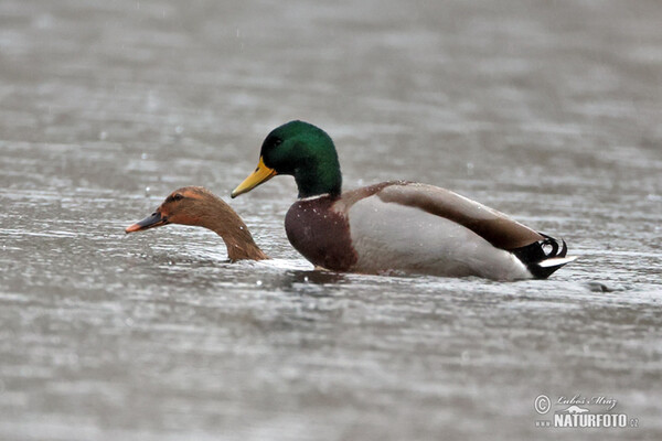 Canard colvert