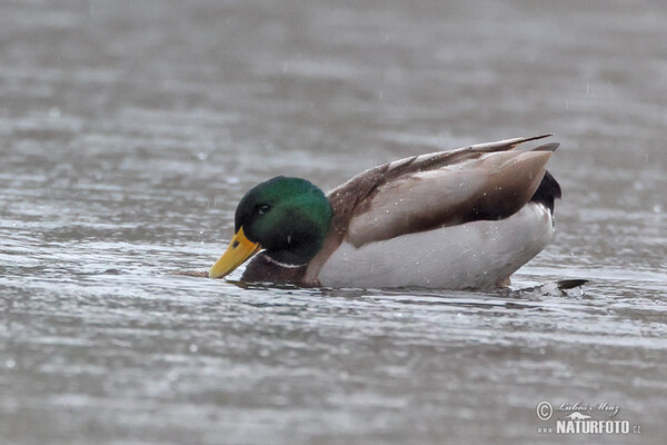 Canard colvert