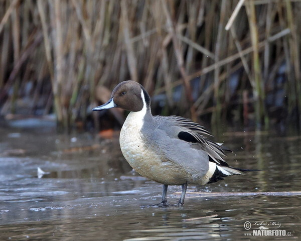 Canard pilet