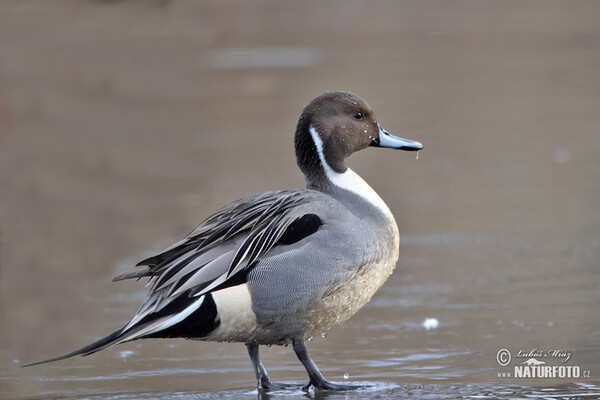 Canard pilet