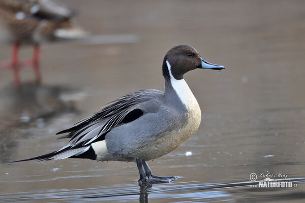 Canard pilet