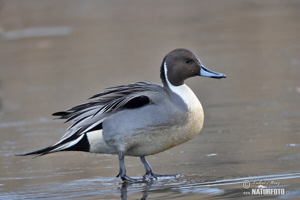 Canard pilet