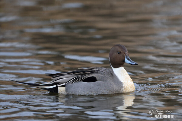 Canard pilet