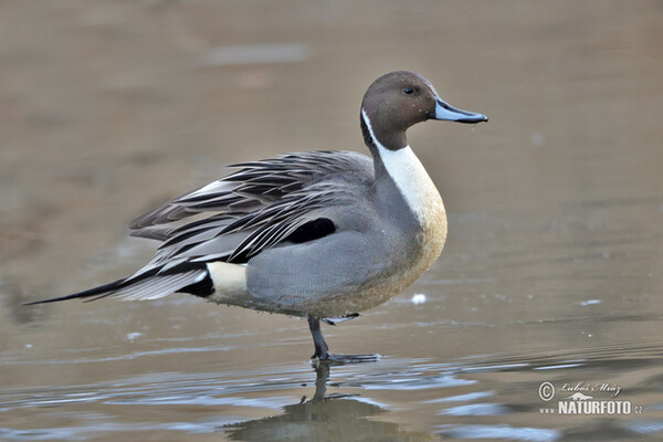 Canard pilet