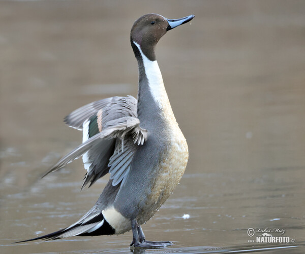 Canard pilet