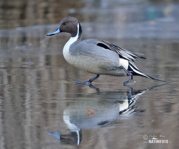 Canard pilet