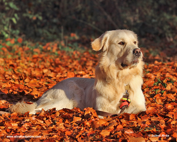 Cão