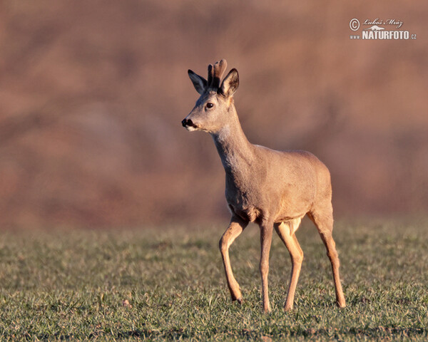 Capreolus capreolus