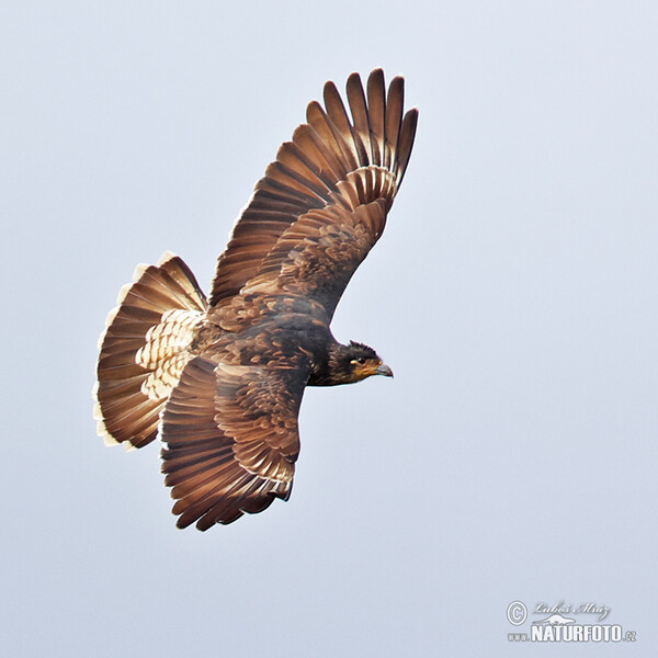 Carunculated Caracara (Phalcoboenus carunculatus)